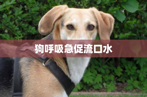 狗呼吸急促流口水
