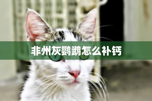 非州灰鸚鵡怎么補鈣