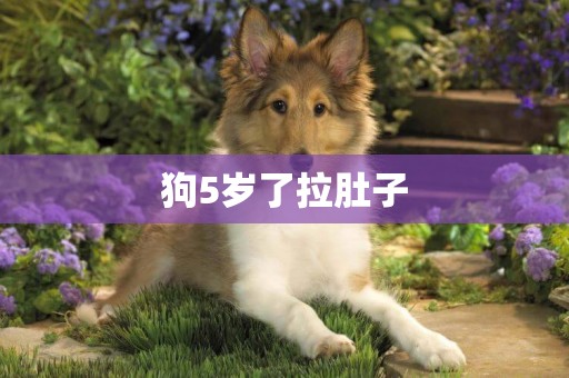 狗5歲了拉肚子