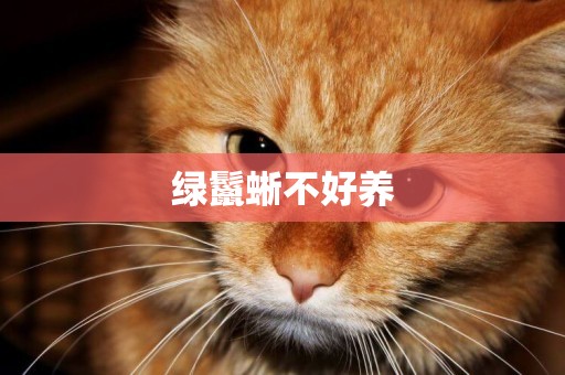綠鬣蜥不好養