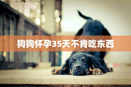 狗狗懷孕35天不肯吃東西