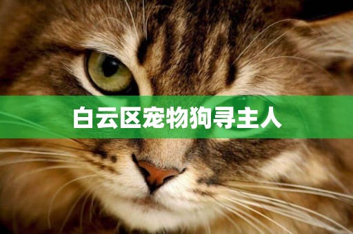 白云區寵物狗尋主人