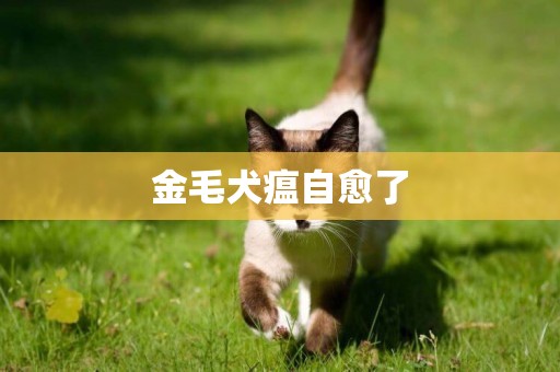 金毛犬瘟自愈了