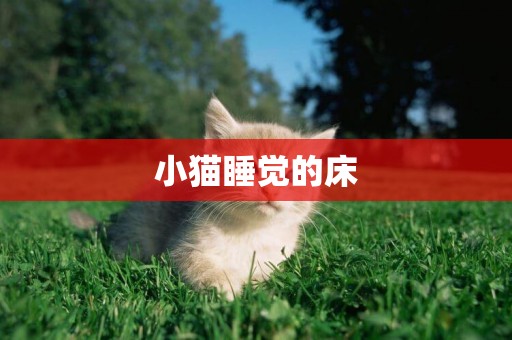 小貓睡覺的床