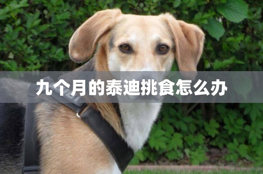 九個月的泰迪挑食怎么辦