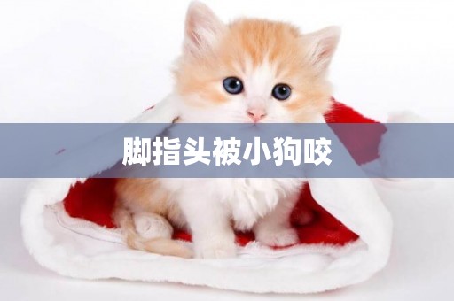 腳指頭被小狗咬