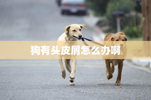 狗有頭皮屑怎么辦啊
