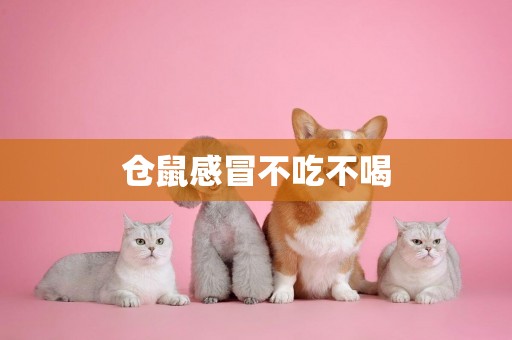 倉鼠感冒不吃不喝