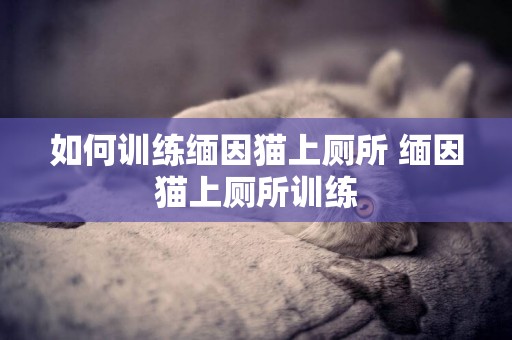 如何訓練緬因貓上廁所 緬因貓上廁所訓練
