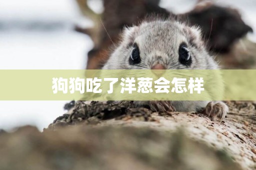 狗狗吃了洋蔥會怎樣