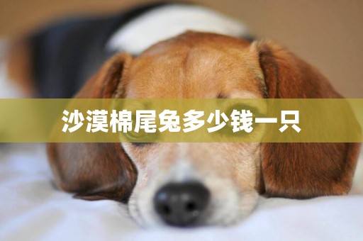沙漠棉尾兔多少錢一只