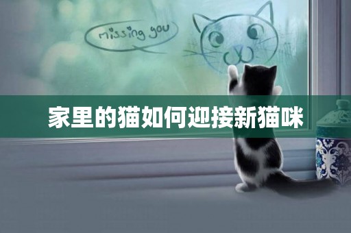 家里的貓如何迎接新貓咪