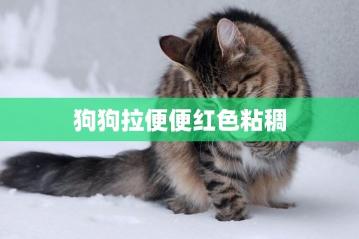 狗狗拉便便紅色粘稠