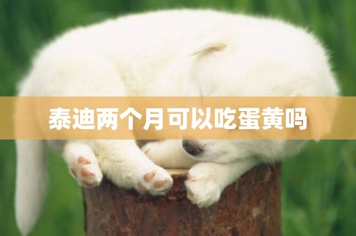泰迪兩個月可以吃蛋黃嗎