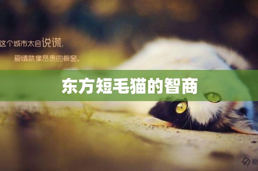 東方短毛貓的智商