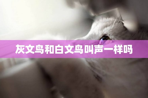灰文鳥和白文鳥叫聲一樣嗎