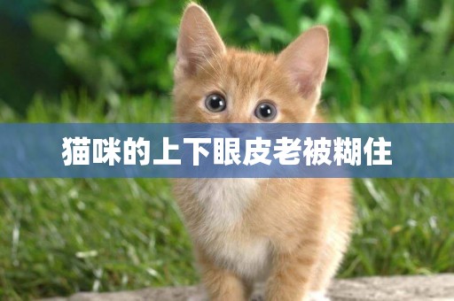 貓咪的上下眼皮老被糊住