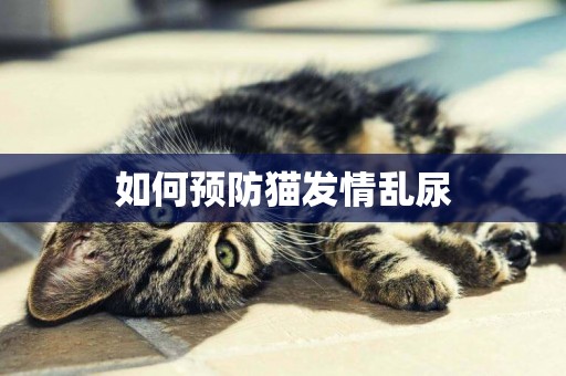 如何預防貓發情亂尿