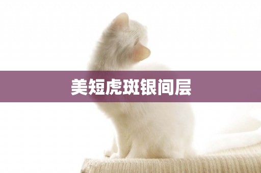 美短虎斑銀間層