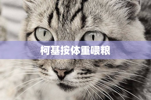 柯基按體重喂糧