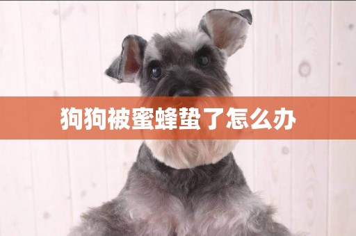狗狗被蜜蜂蟄了怎么辦