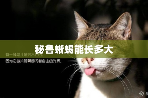 秘魯蜥蜴能長多大