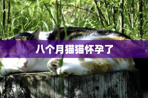 八個月貓貓懷孕了