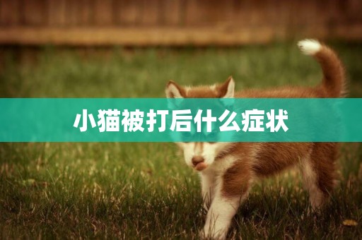 小貓被打后什么癥狀
