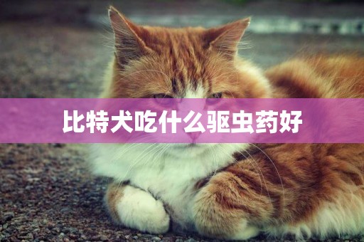 比特犬吃什么驅蟲藥好