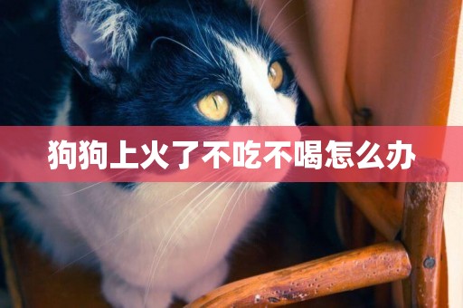 狗狗上火了不吃不喝怎么辦