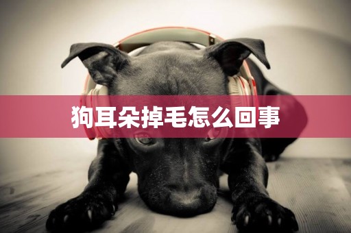 狗耳朵掉毛怎么回事