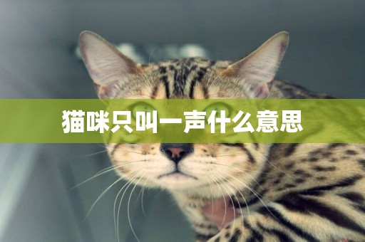 貓咪只叫一聲什么意思
