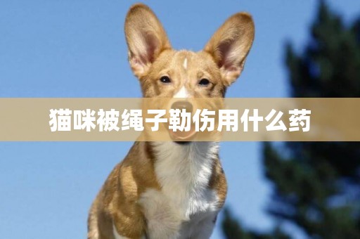 貓咪被繩子勒傷用什么藥