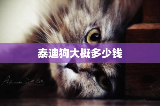 泰迪狗大概多少錢
