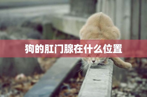 狗的肛門腺在什么位置
