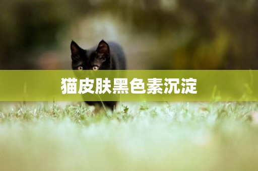 貓皮膚黑色素沉淀