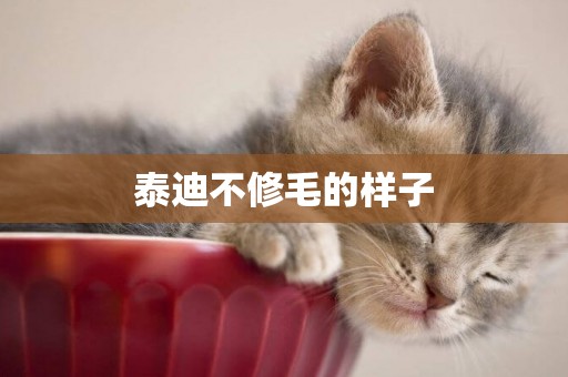泰迪不修毛的樣子