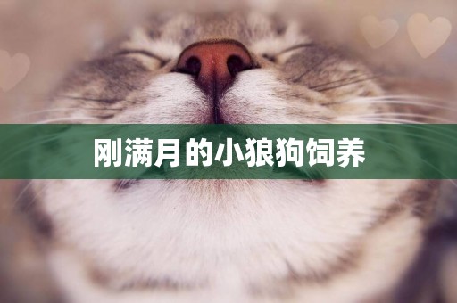 剛滿月的小狼狗飼養