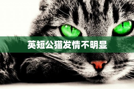 英短公貓發情不明顯