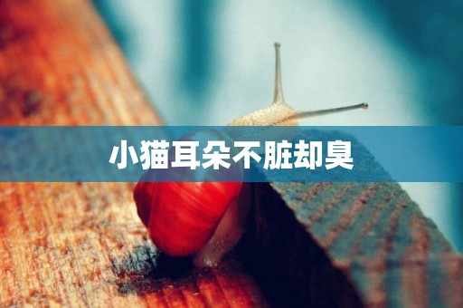 小貓耳朵不臟卻臭