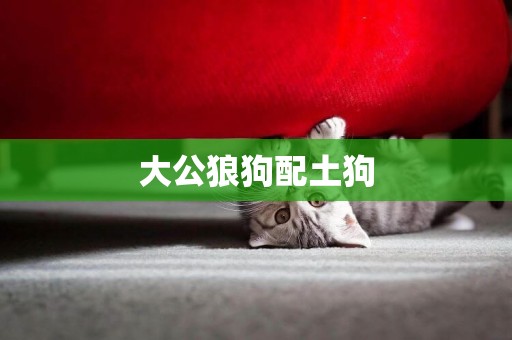 大公狼狗配土狗