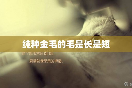 純種金毛的毛是長是短
