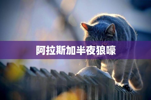 阿拉斯加半夜狼嚎