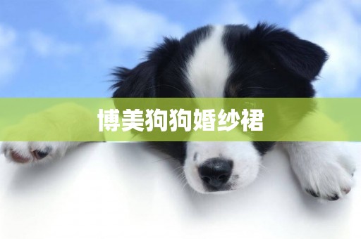 博美狗狗婚紗裙