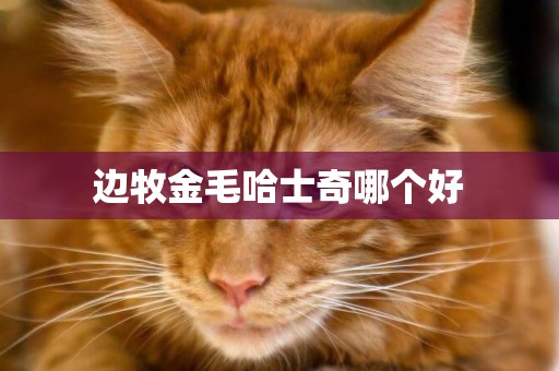 邊牧金毛哈士奇哪個好