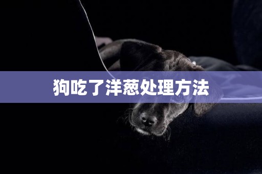 狗吃了洋蔥處理方法