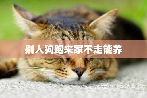 別人狗跑來家不走能養