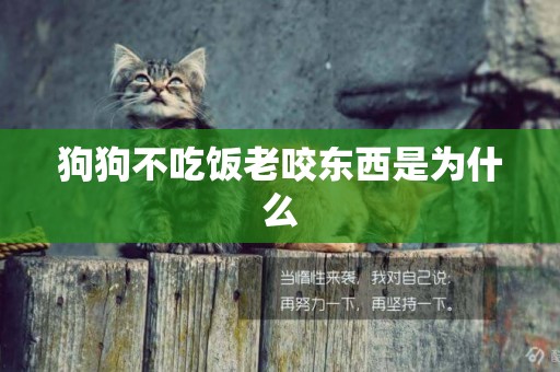 狗狗不吃飯老咬東西是為什么