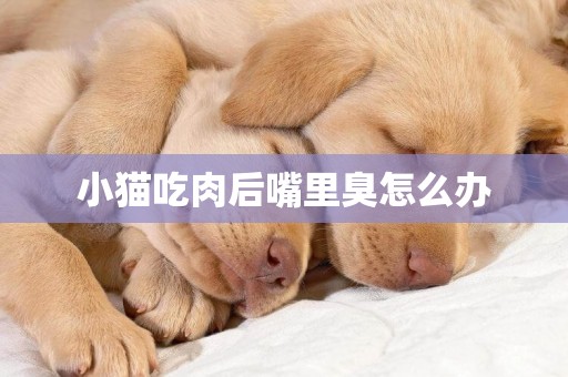 小貓吃肉后嘴里臭怎么辦