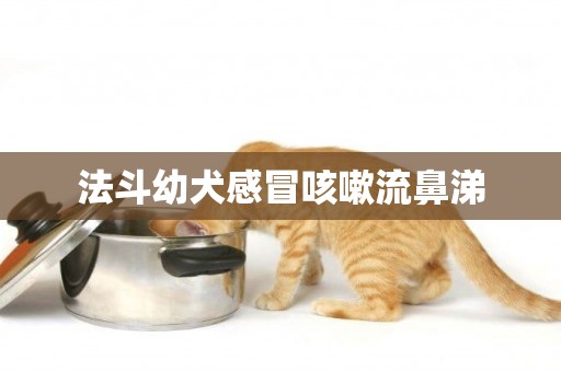 法斗幼犬感冒咳嗽流鼻涕